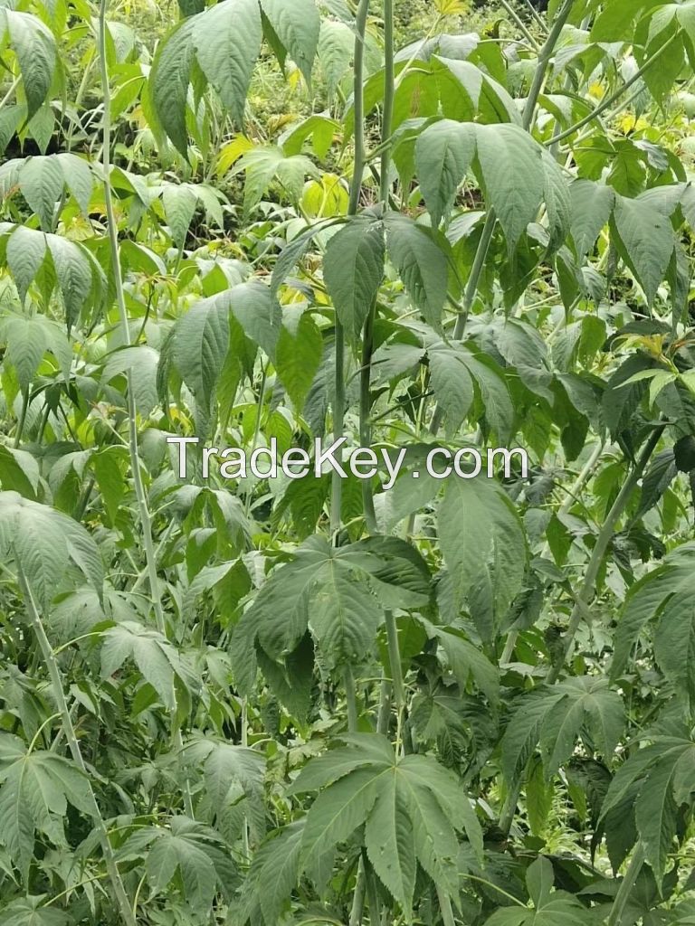 Raspberry sweet Tea Natural Plant Used for Food Drink Beauty and Eaten by Diabetics