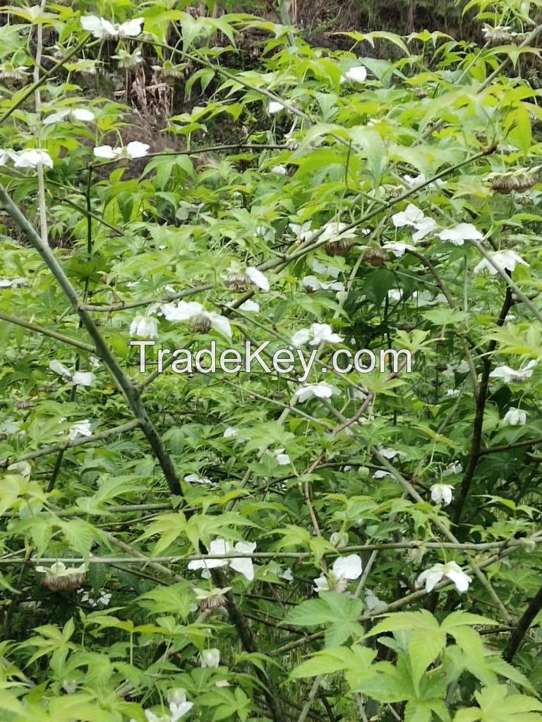 High Quality Raspberry Leaves Fu Pen Zi Ye Natural Dried Organic Pregnancy Tea Raspberry Leaf Herbal Tea