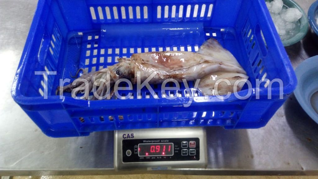 SELL BABY GIANT SQUID WHOLE ROUND