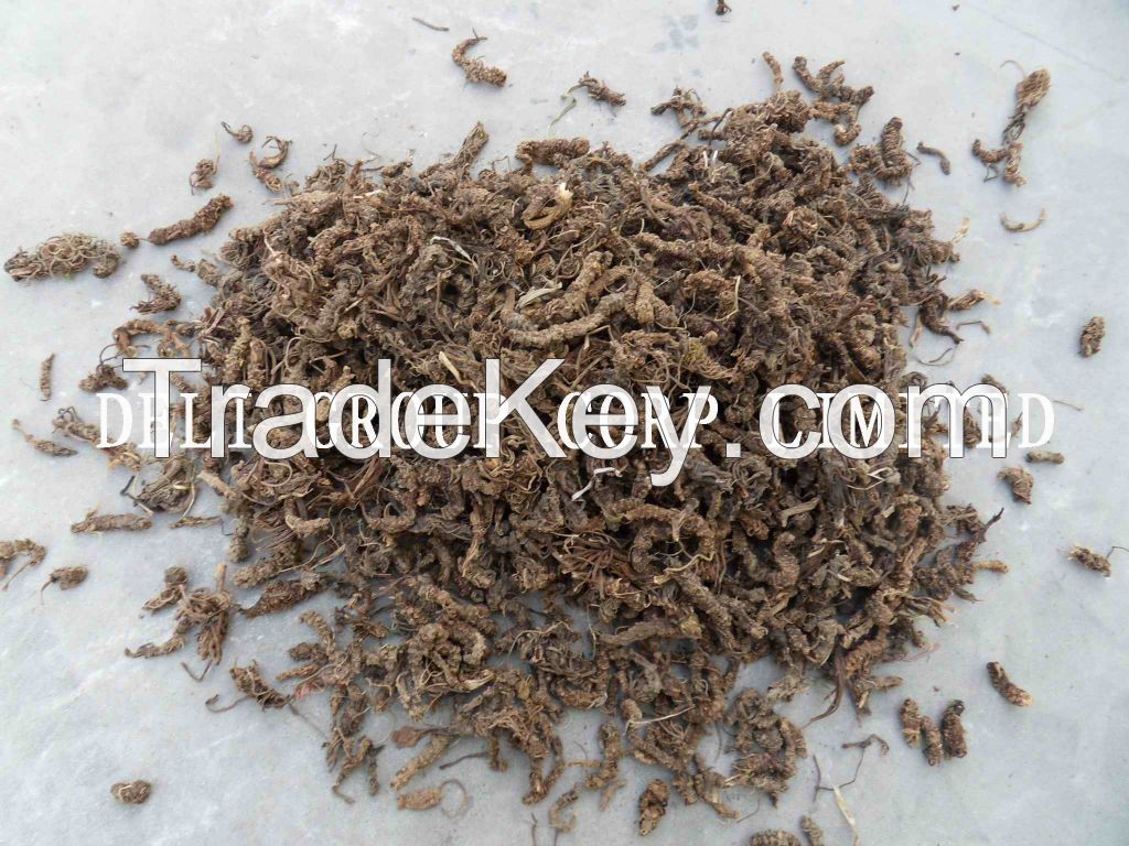 Valerian root