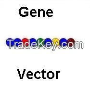 gene vector