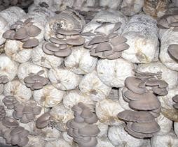 mushroom spawn
