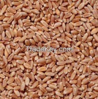 Ukrainian Wheat and Barley