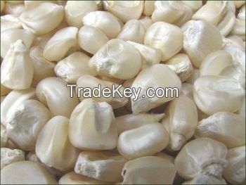 Yellow corn and white maize