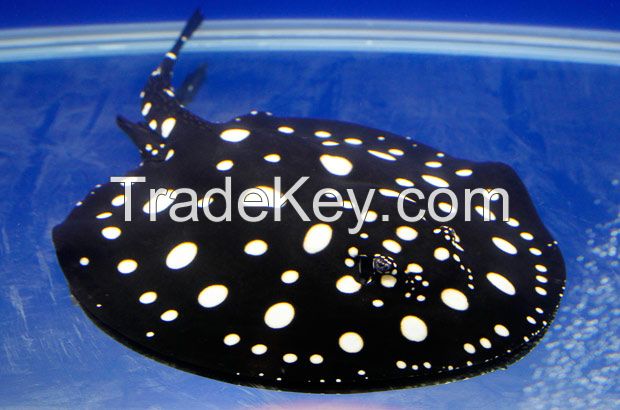 Black Diamond and Albino stingray fish , Flowerhorn PROMO