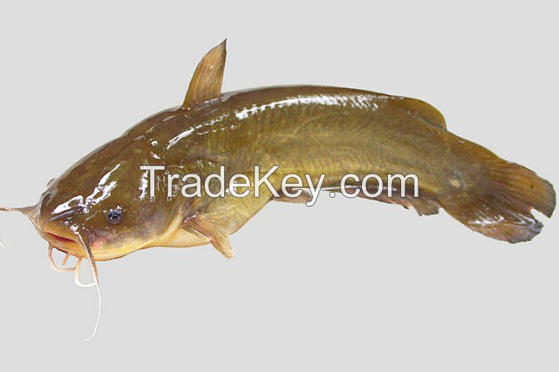 Yellow-Bullhead-Catfish