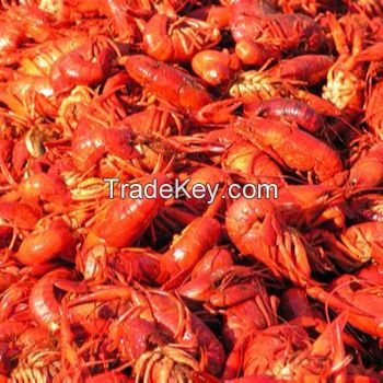 Best Quality Fresh Crayfish/Frozen Crayfish Tails/Dried Crayfish Wholesale