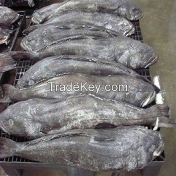 Frozen and Fresh Chilean Sea Bass