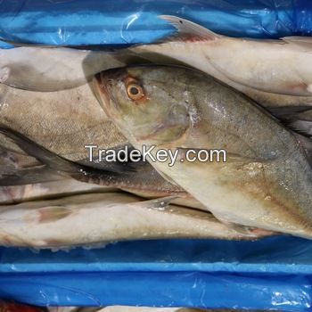 Superior quality wholesale Frozen Jack Fish
