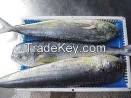 Fresh Frozen Mahi-Mahi Fish