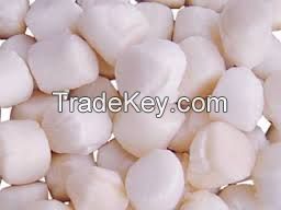 Quality Frozen Sea Scallop for sale