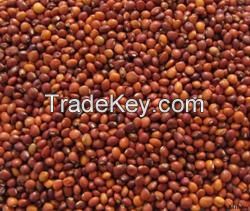 Pigeon Pea Beans