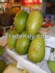 Soursop Fruits