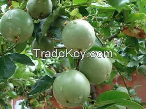 Sell Passion fruit, guava processing line&equipment-TRIOWIN in Shanghai