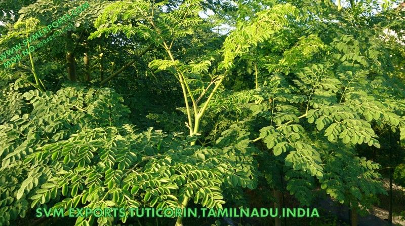 Exporters Of Moringa Leaf Plantation