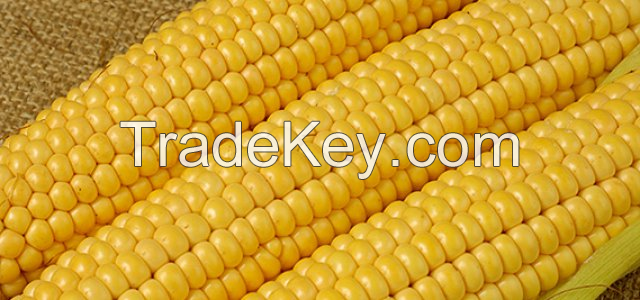 Yellow corn