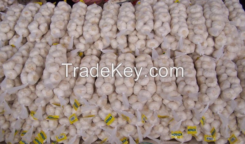 2016 crop Chinese Garlic