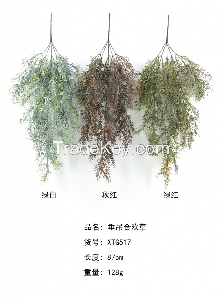 Desmanthus virgatus Hanging