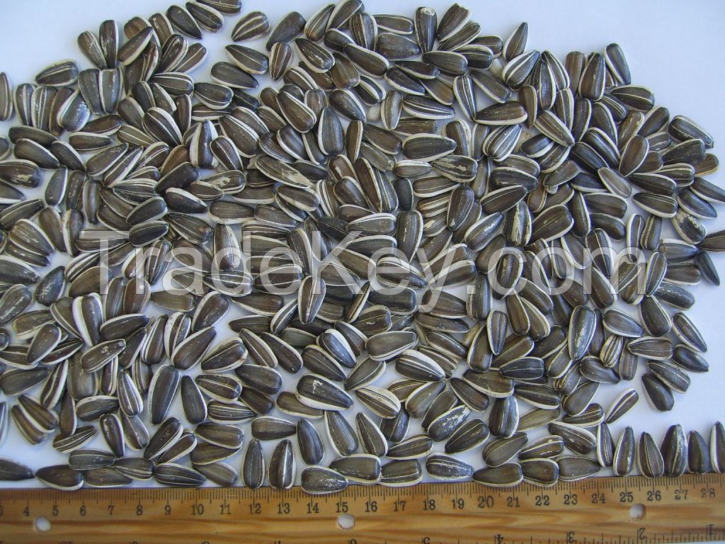 Striped sunflower seeds - Confeta 22/64