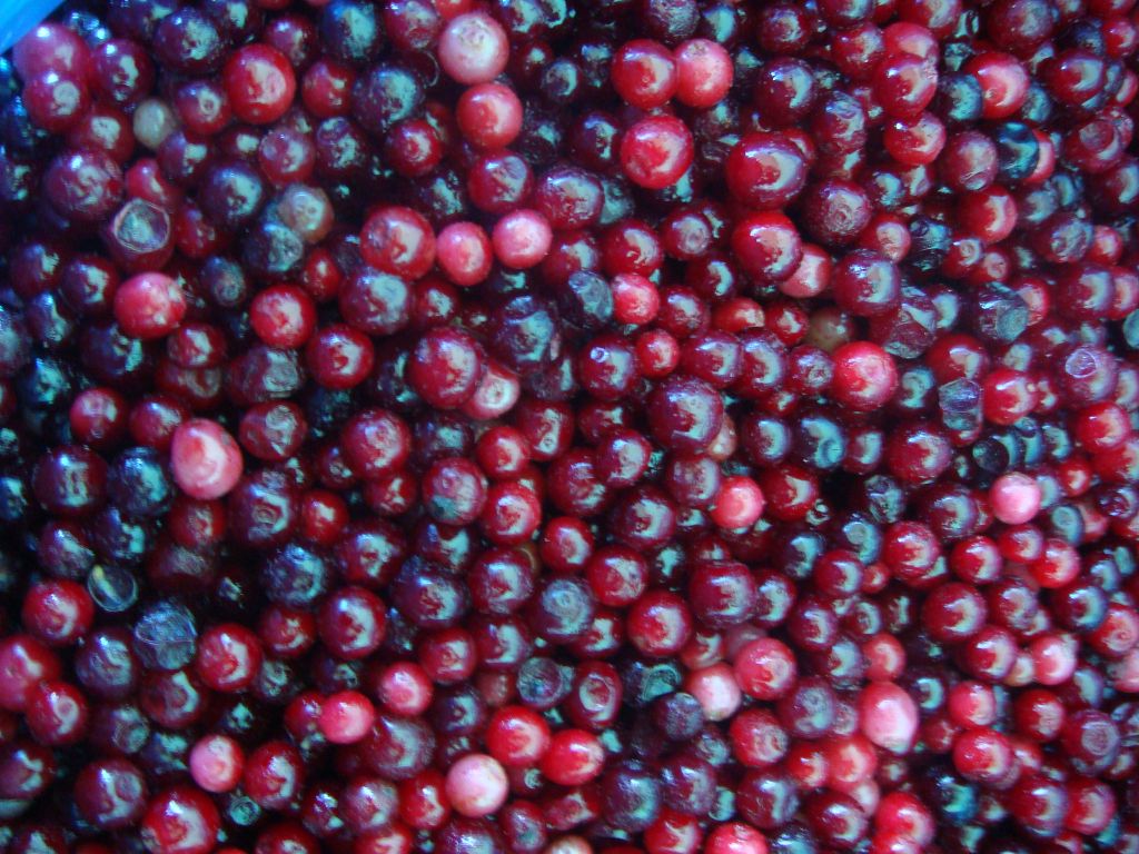 Sell Frozen Lingonberry