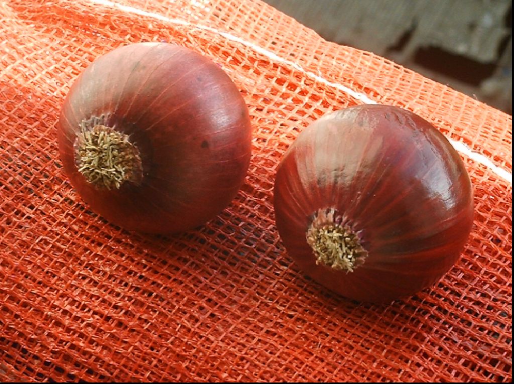 Fresh Red Onion