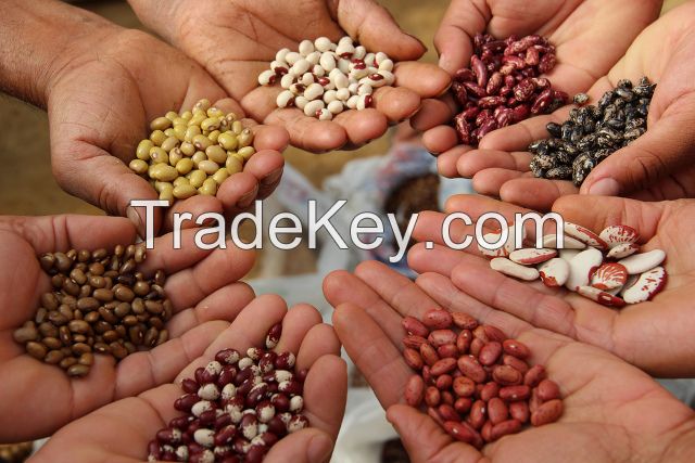 All types of plant seeds for sale