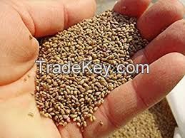 Alfalfa Seed