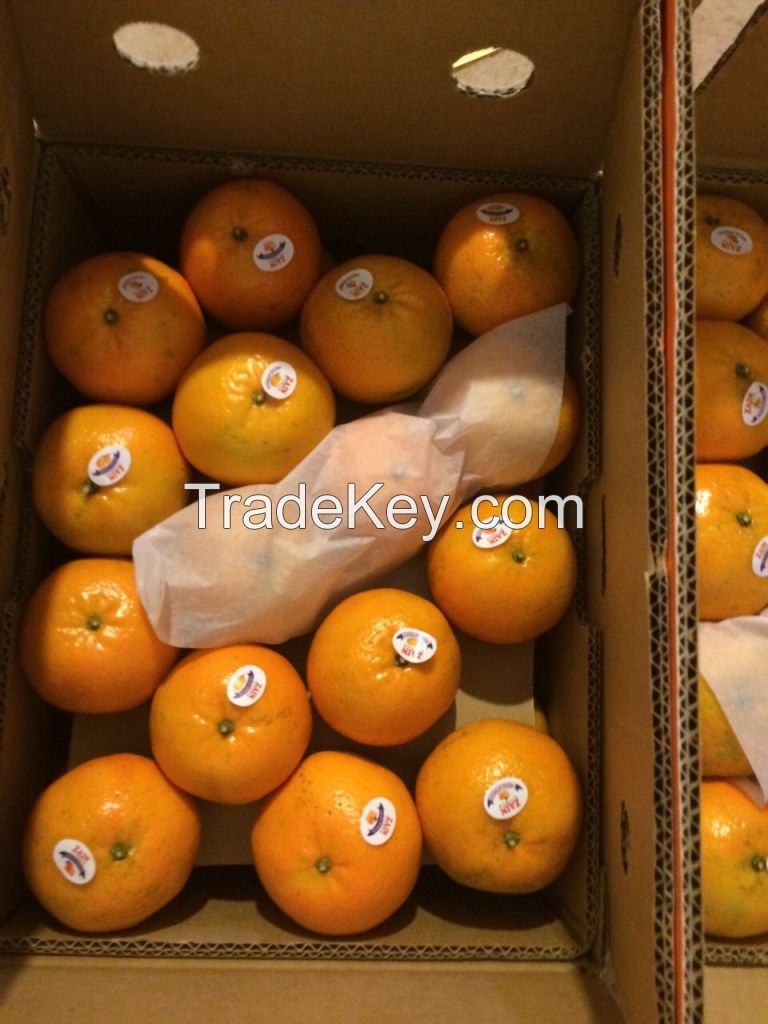 Oranges/ Mandarin / Kinnow