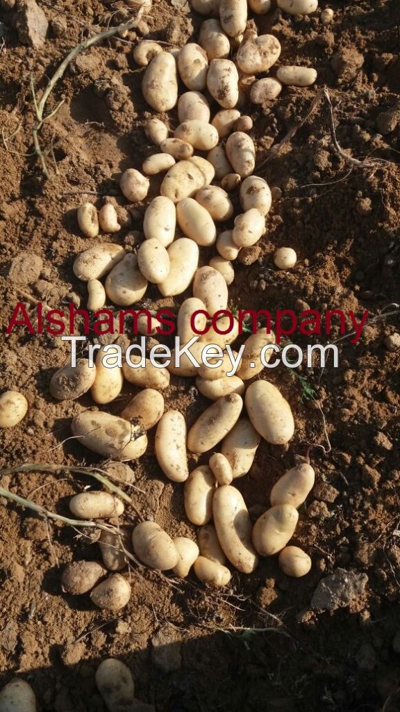 we offer fresh Egyptian potatoes