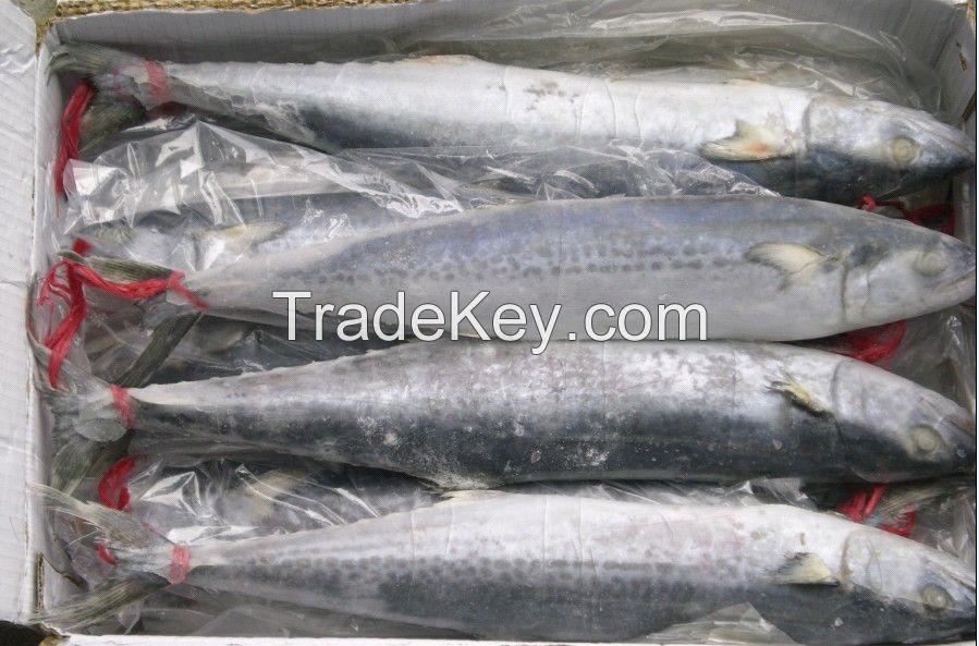 hot sale fresh frozen spanish mackerel king fish