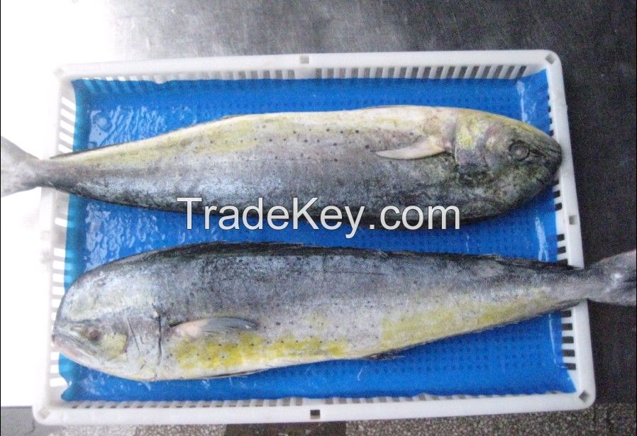 fresh frozen mahi mahi new catch