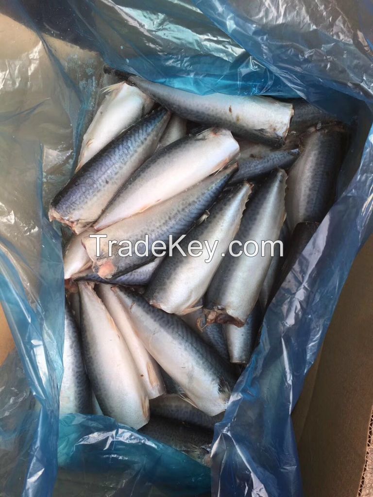 hot sale fresh frozen pacific mackerel HGT mackerel hgt