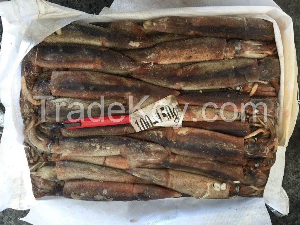 2024 new catching fresh frozen illex squid pacificus squid giant squid indian squid