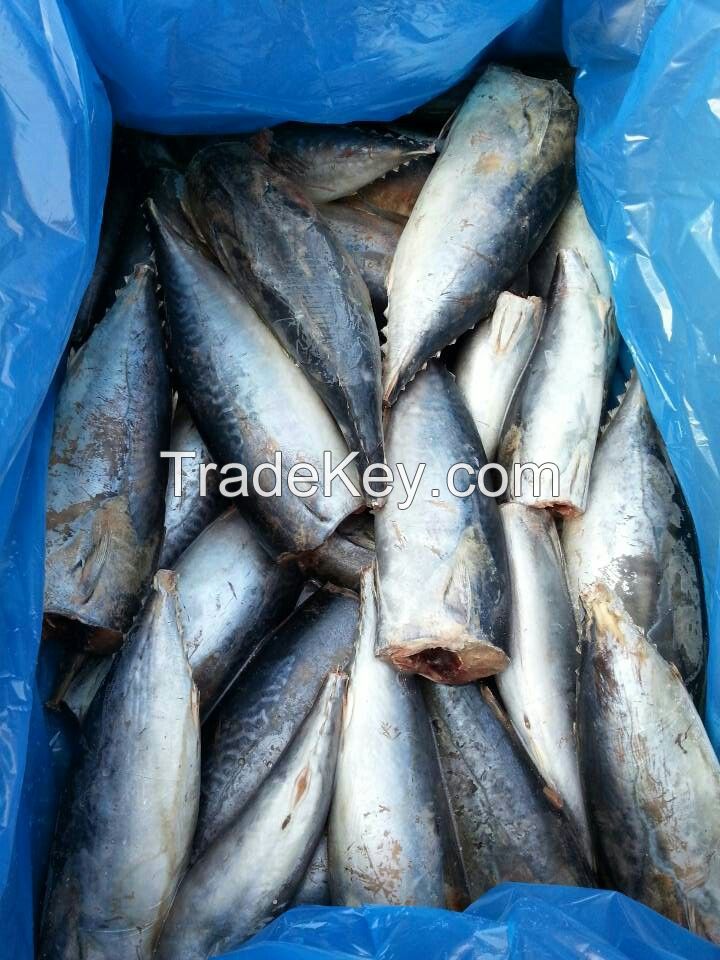 2024 new catch fresh frozen bonito HGT bonito tuna hgt