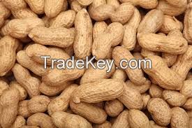 FRESH PEANUTS IN SHELL/GROUNDNUTS WITH SHELL/RAW PEANUTS WITH SHELL