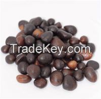 PALM KERNEL SEED DRY AND CRACK