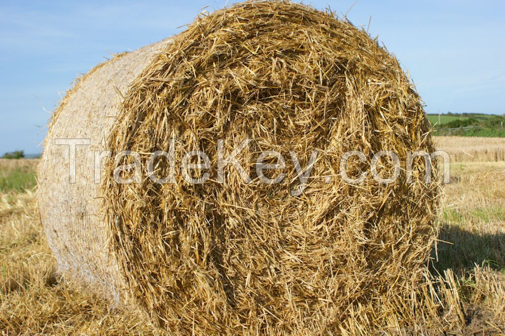 Wheat straw hay, Hay straw bale, Animal filler hay, straw bale