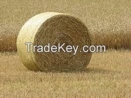 straw hay bale, hay for animal, cattle feeding straw, animal filler straw hay