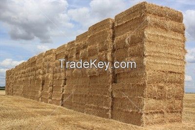wheat straw hay bale, animal filler straw hay bale, cattle feed straw bale