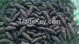 High quality popular dried sea cucumber for sale