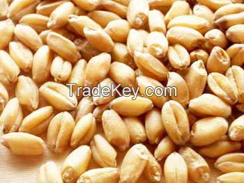 WHEAT FOR SELL