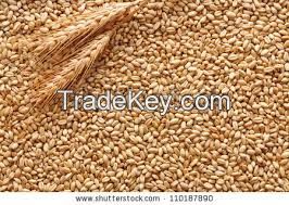 Milling Wheat suitable for Human consumption