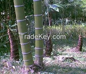 SELLING BAMBOO RAW MATERIALS AND DRIED LEAVES