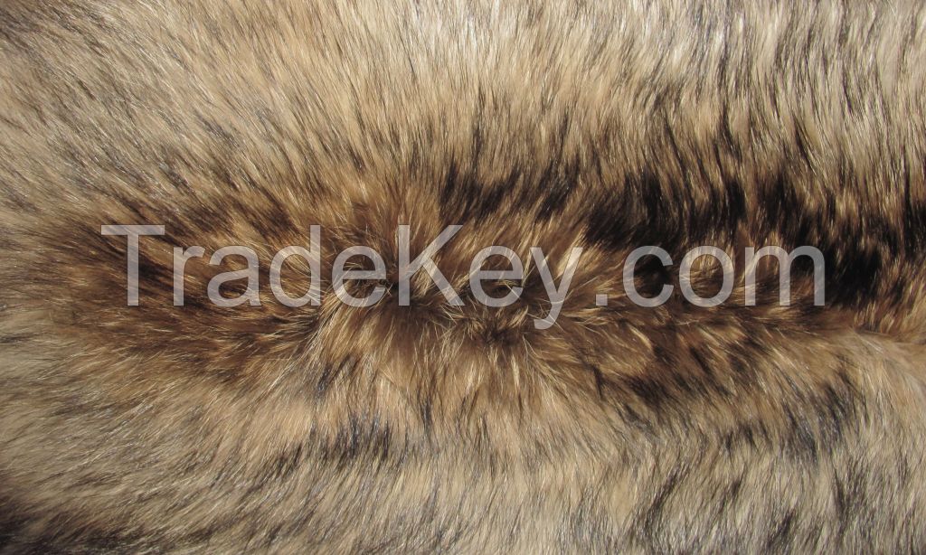 Top quality dressed raccoons skins in natural or dyed colours.