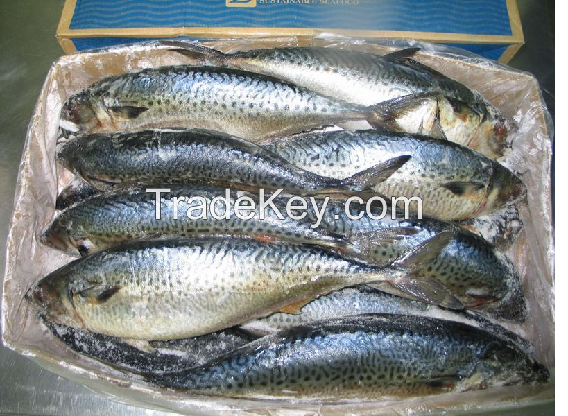 Blue Mackerel