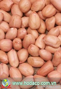 Groundnut kernel