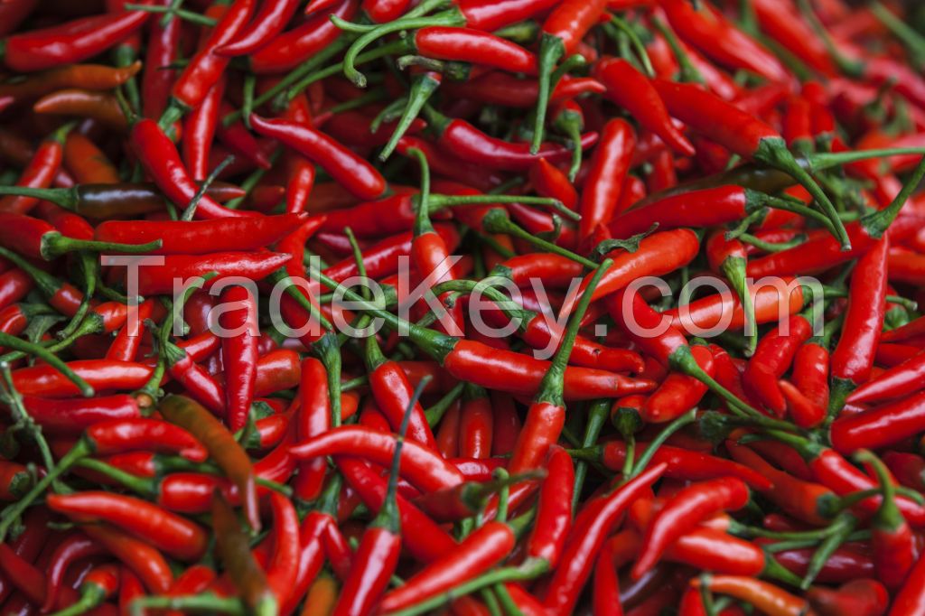 Fresh Chilli