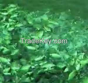 Prawns/fish ponds Farming in FIJI