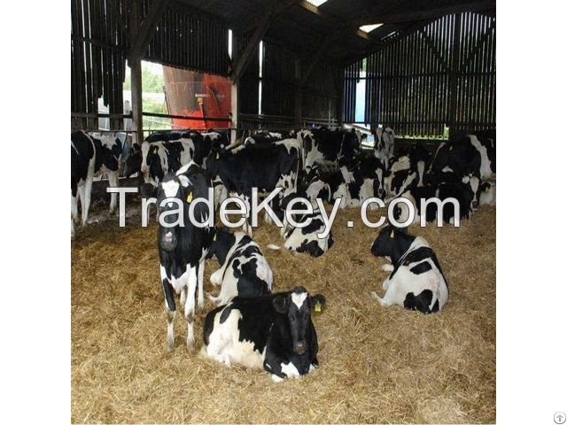 Alive Fattening Beef Bulls for sale/ Helathy Pregnant Holstein Heifers Cattle