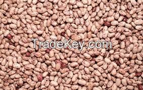 speckled kidney beans sugar bean pinto bean for sale